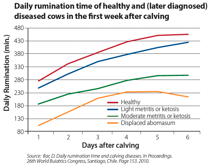 Daily Rumination Time of Health and Diseased Cows in the First Week After Calving graph