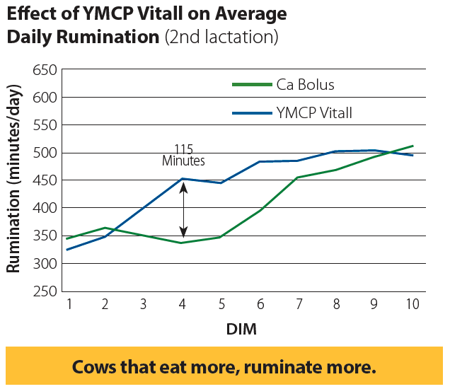 Effect of YMCP Vitall on Average Daily Rumination graph