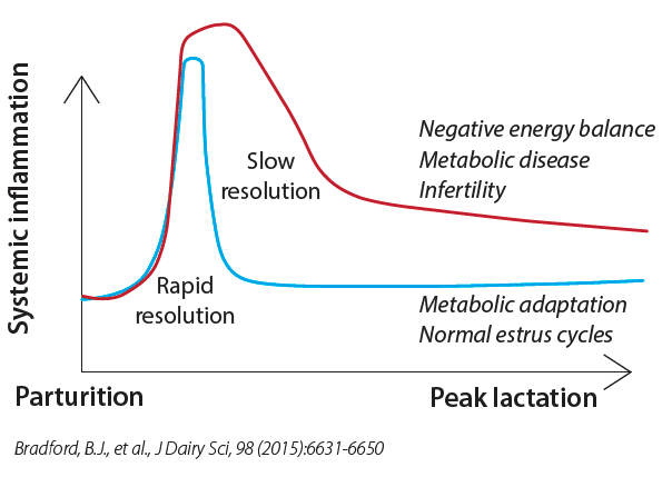 Parturition and Peak Lactation graph