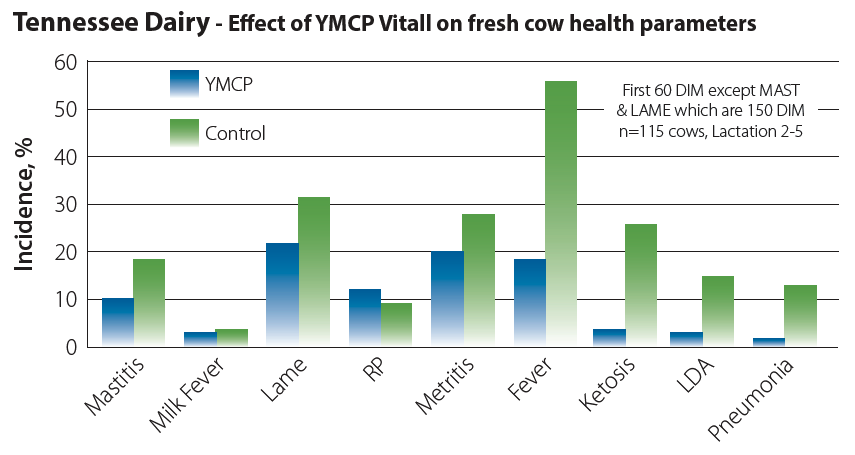 Tennessee Dairy Effect of YMCP Vitall on Fresh Cow Health Parameters graph