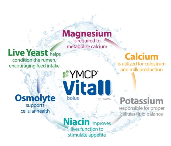 YMCP Vitall graphic