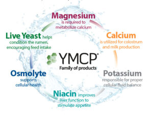 YMCP Family of components graphic with elements listed of Magnesium, Live Yeast, Osmolyte, Niacin, Potassium and Calcium