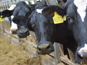 TechMix dairy cow image